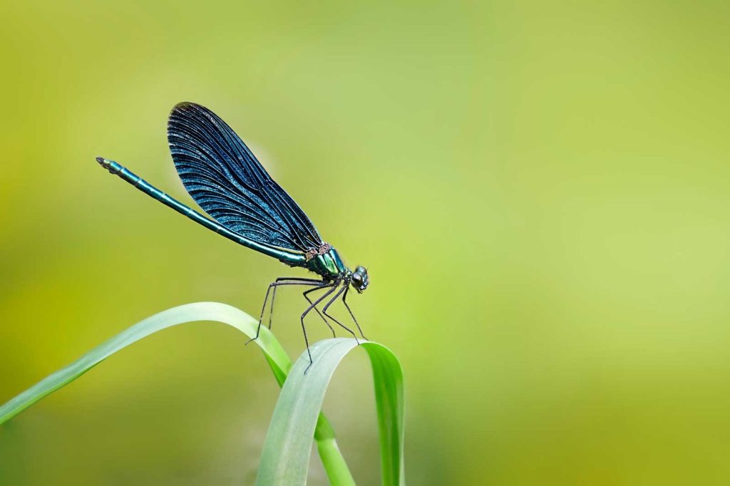 Dragonfly Human Trafficking Victim Services Meetings & Minutes